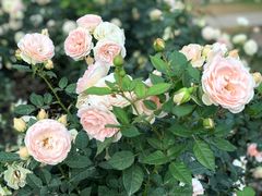 -人民公园(罗湖区)