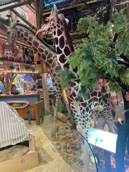 -卡通尼·Safari非洲探索乐园·生日会(金桥国际商业广场店)