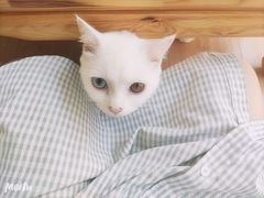 -MOYOYO猫咪咖啡店