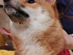 -逗柴咖啡屋·狗咖猫咖宠物桌游