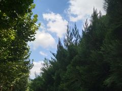 -海关大楼(陆家嘴街道)