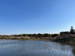 -上海海湾国家森林公园