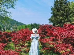 -武陵山森林公园