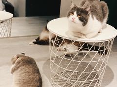 -猫儿山۰猫主题餐厅