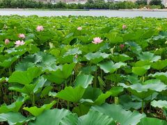 -莲花池公园
