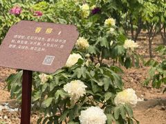 -曹州牡丹园