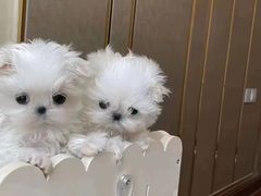 -萌宠之家·腊肠犬·马尔泰·小体犬舍