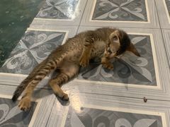 -ခြောက်ထပ်ကြီးရွှေသာလျောင်းဘုရားကြီး