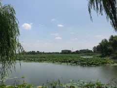 -白洋淀景区