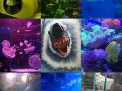 -海合安成都极地海洋公园