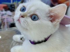 -金茂览秀城
