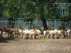 -北京麋鹿生态实验中心