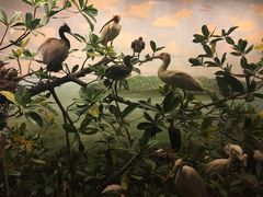 -美国自然历史博物馆