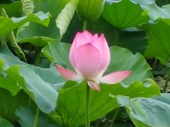 -荔湾湖公园