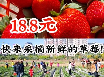 18.8元，快来采摘新鲜的草莓！