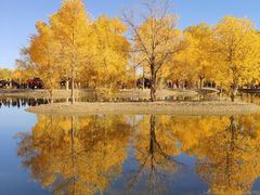 -金塔沙漠胡杨林景区