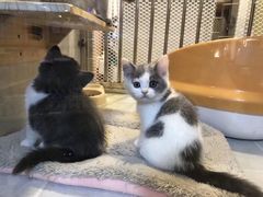 -1013 PET SHOP 宠物商店(近铁城市广场店)
