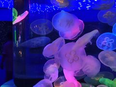 -太平洋海底世界