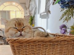 -共舞时光猫咖·狗咖(新街口店)