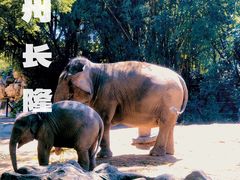 -广州长隆野生动物世界