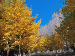 -长白岛森林公园