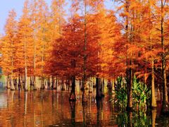 -白鹭湾湿地公园