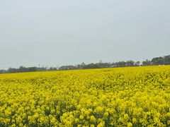 -西京湾花海
