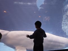 -海合安武汉极地海洋公园