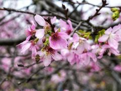 -天适樱花悠乐园