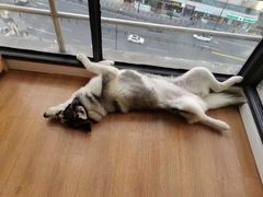 -Husky Go! 哈士奇体验馆·宠物咖啡厅狗咖