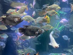 -上海海洋水族馆