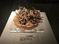 -青藏高原自然博物馆