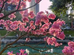 -深圳湾公园(南山区)