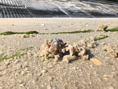 -北海金海湾红树林生态旅游区