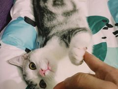 -lincat·猫舍(广州店)