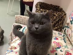 -我爱猫咪·猫咖·狗咖·安哥拉兔·羊驼咖(小寨华旗店)