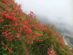 -大围山国家森林公园