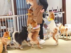 -逗柴咖啡屋·狗咖猫咖宠物桌游