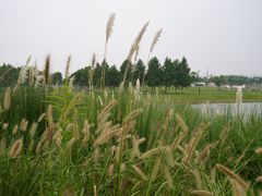 -春花秋色城市公园