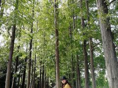 -上海长兴岛郊野公园