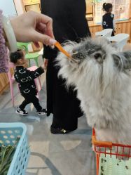 -Moni星球萌宠·小马宝莉·灵蛇·高端高阶全萌宠互动体验俱乐部(红豆国际广场店)