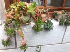 -静莲斋(仙人洞店)