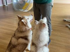 -Husky Go! 哈士奇体验馆·宠物咖啡厅狗咖