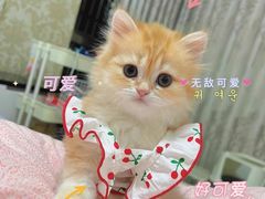 -喵zoo家庭繁育猫舍(尖东智能花园店)