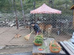 -莫尔道嘎国家森林公园