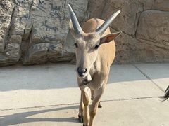 -北京野生动物园