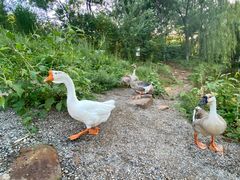 -伊隆斋(什刹海店)