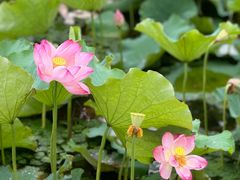 -无锡蠡湖国家湿地公园-蠡园