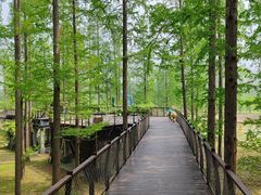 -黄海国家森林公园