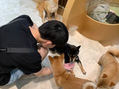 -逗柴咖啡屋·狗咖猫咖宠物桌游